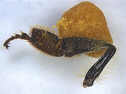 Hind leg of a honey bee with pollen pellet stuck on the pollen basket or corbicula. When the worker bee is collecting pollen, their legs make the transfer of pollen from the inner basitarsal combs to the outer pollen basket (shown in the figure).