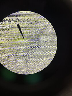 Stomata in Yellow foxtail leaf