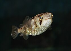 The long-spine porcupinefish was named Diodon holocanthus in 1758.
