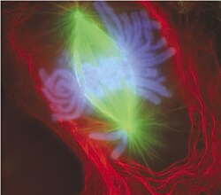 An image of a newt lung cell stained with fluorescent dyes during metaphase. The mitotic spindle can be seen, stained green, attached to the two sets of chromosomes, stained light blue. All chromosomes but one are already at the metaphase plate.