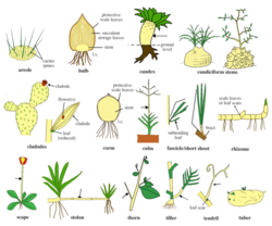 Illustration and diagram of some types of stems