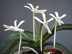 Vanda falcata, formerly Neofinetia falcata