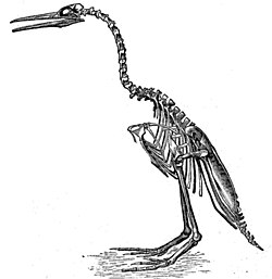 Hesperornis regalis, a species of ancient flightless bird with teeth, as drawn by Othniel Marsh, and published in his book, Odontornithes: A Monograph on the Extinct Toothed Birds of North America.