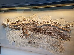 Cymbospondylus, one of the many marine reptile specimens preserved in articulation from the Besano Formation