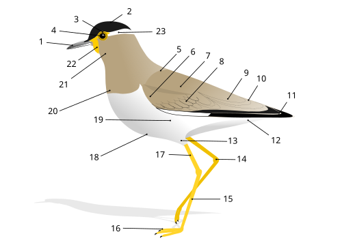 External anatomy of a bird (example: yellow-wattled lapwing): BeakHeadIrisPupilMantleLesser covertsScapularsMedian covertsTertialsRumpPrimariesVentThighTibio-tarsal articulationTarsusFootTibiaBellyFlanksBreastThroatWattleEyestripe