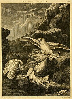 Frontispiece to Arctic Zoology. Painting by Peter Paillou, engraved by Peter Mazell