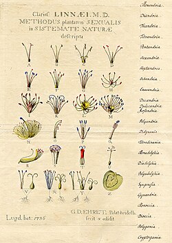 Ehret's illustrations, in Systema Naturae, showing the characters used to determine Linnaeus's 24 classes of plants
