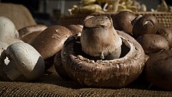 Cultivated mushrooms are widely grown for food.