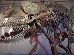 Plates of Stegosaurus specimen "Sophie"