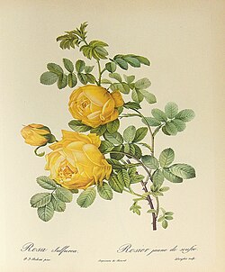 Rosa hemisphaerica (syn.: R. sulphurea), watercolor by Pierre-Joseph Redouté (1759–1840)