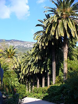 Allée of palms in the Jardin botanique exotique de Menton