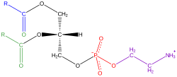 Phosphatidylethanolamine