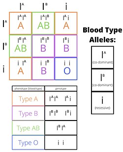 ABO blood groups determined through a Punnett square and displaying phenotypes and genotypes