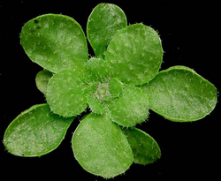 Arabidopsis thaliana rosette before vernalization, with no floral spike