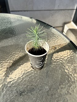 A seedling approximately six months of age