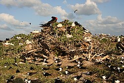 Seabird colony with great frigatebirds, red-tailed tropicbird, red-footed boobies, sooty terns and black noddies, French Frigate Shoals