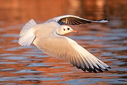 A black-headed gull in flight, with its rectrices near its rump.