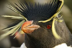 Southern rockhopper penguin (Eudyptes chrysocome), a flightless bird