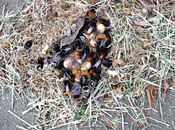 Nest of red-tailed bumblebee. Bombus lapidarius, showing wax pots full of honey