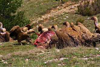 Griffon vultures (Gyps fulvus) eating the carcass of a red deer in Spain
