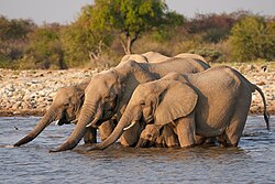 Herd of African bush elephants drinking in Etosha National Park, Namibia