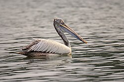 Spot-billed pelican