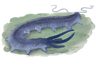 Antennacanthopodia, a close relative of or basal onychophoran