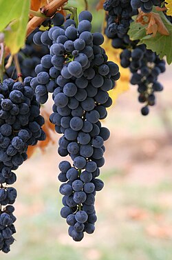 Wine grapes on the vine