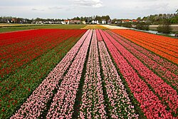 Tulip cultivation in the Netherlands