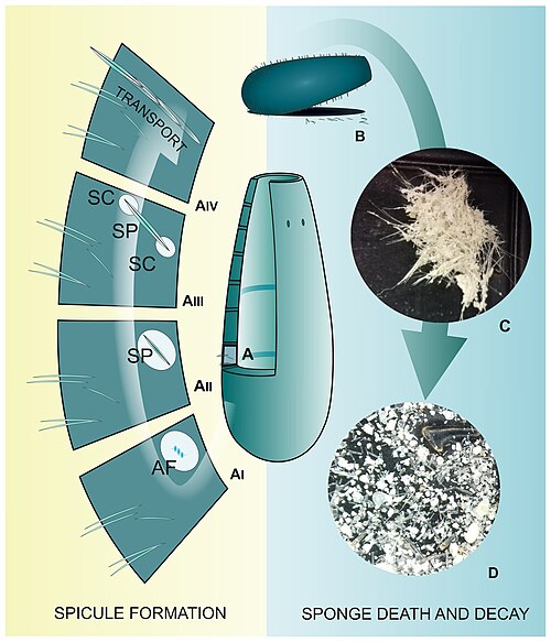 Spicule "life cycle" [16] (A) Spicule development in the mesohyl; (AI) Formation of spicule axial filament (AF); (AII) Spicule (SP) growth within the sclerocyte; (AIII) Spicule growth with two sclerocytes (SC) on spicule tips; (AIV) Transport of mature spicule within the sponge body; (B) Sponge death and body decay; (C) Detached sponge fragment with spicules; (D) Disassociated spicules. (C and D)