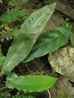 The American variety of Hart's-tongue Fern was listed as "threatened" in 1989.[89]