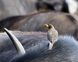 Yellow-billed oxpecker on a wildebeest
