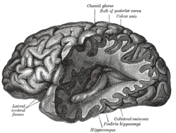 Illustration from Gray's Anatomy (1918) of a lateral view of the human brain, featuring the hippocampus among other neuroanatomical features