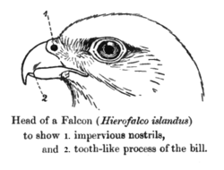 Most members of the genus Falco show a "tooth" on the upper mandible.