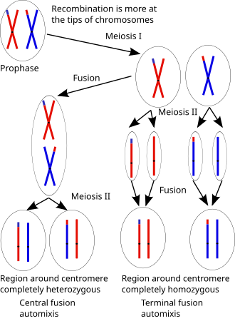 The effects of central fusion and terminal fusion on heterozygosity