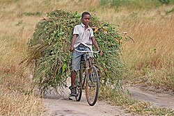 Tanzanian boy transporting fodder on his bicycle to feed his family cattle
