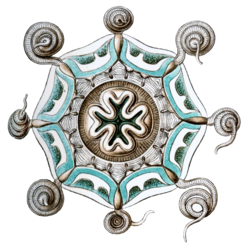 Medusa of Aeginura grimaldii (bottom view)