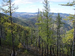 Siberian taiga
