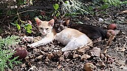 Two kittens resting side by side, an instinctive behavior that offers both protection and comfort