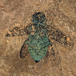 Fossil buprestid beetle from the Eocene (50 mya) Messel pit, retaining its Structural coloration[45]