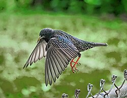 A European starling in flight, suburban St. Louis, Missouri