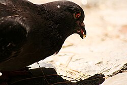 Feral pigeon eating bread.