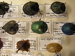 Part of a beetle collection. The insects are fixed in place by entomological pins which allow handling and which also pierce the data label