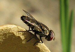 Craticulina is a genus of Miltogramminae. This species is a kleptoparasite of Philanthus. The arista is basally pubescent.