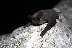 Insectivorous bats, such as this Mexican free-tailed bat, have historically been the most important producers of bat guano.