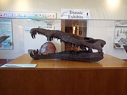 Skull of a Triassic Period phytosaur found in the Petrified Forest National Park