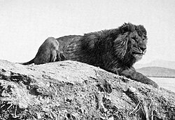 A male Barbary lion photographed in Algeria by Alfred Edward Pease in 1893.[13]