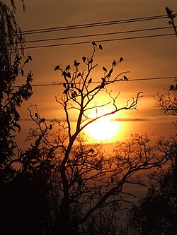 Rooks forming a nocturnal roost in Hungary
