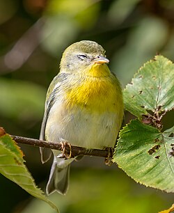 A northern parula resting during fall migration in New York