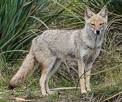 A pampas fox in Departamento de Flores, Uruguay